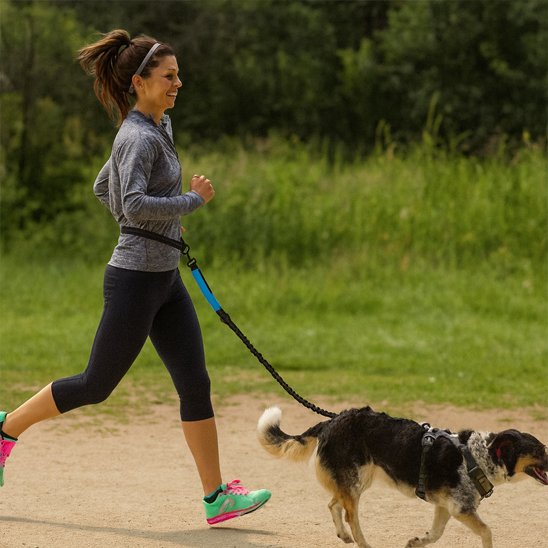 Laisse chien main libre