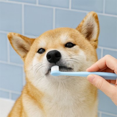 Brosse a dent Chien | FreshBite