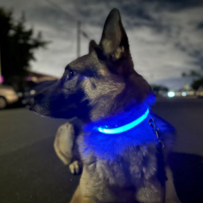 Collier LED pour chien LEDCollarDog™ bleu – rechargeable, visibilité 300 mètres