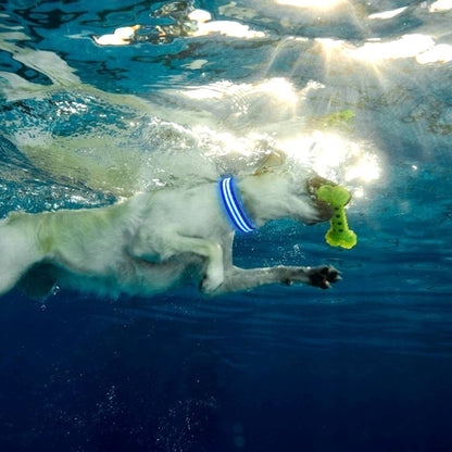 Collier LED pour chien LEDCollarDog™ bleu – rechargeable, visibilité 300 mètres