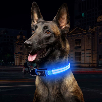 Collier LED pour chien LEDCollarDog™ bleu – rechargeable, visibilité 300 mètres