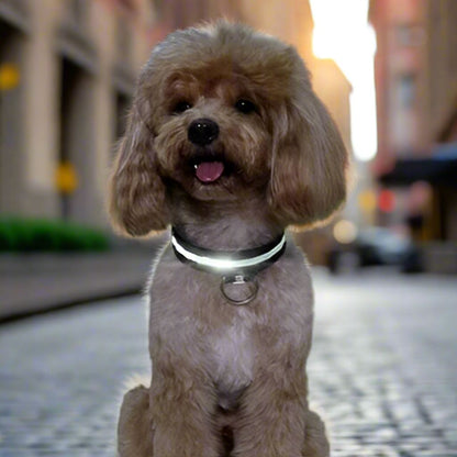 Collier LED pour chien LEDCollarDog™ noir – sécurité de nuit, lumière clignotante